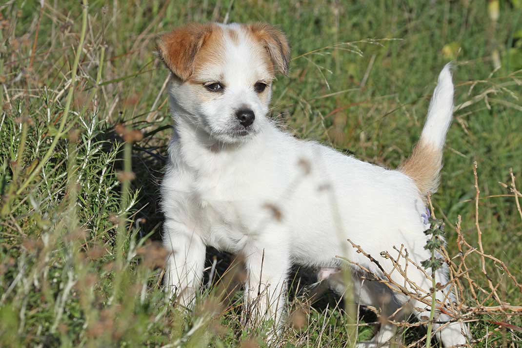 Bis 31.1.: Rabatt für DNA-Probe bei Hunden
