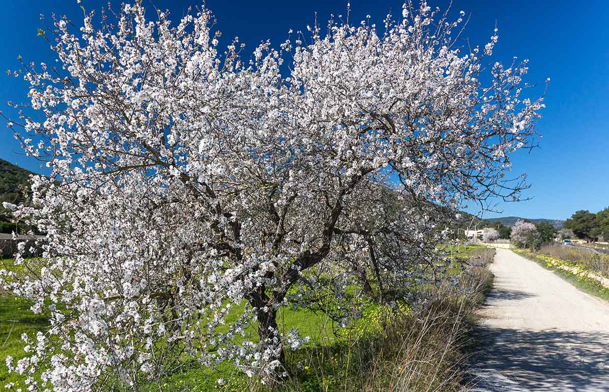 Ibiza: Winter-Wandern mit IbizaHEUTE