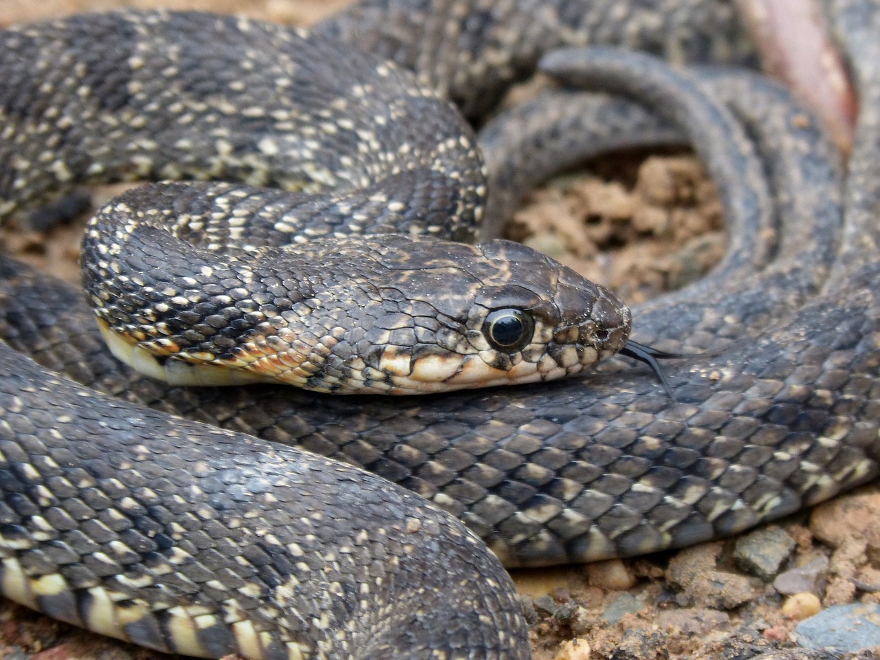 Ibiza: Schlangen-Invasion in ses Salines