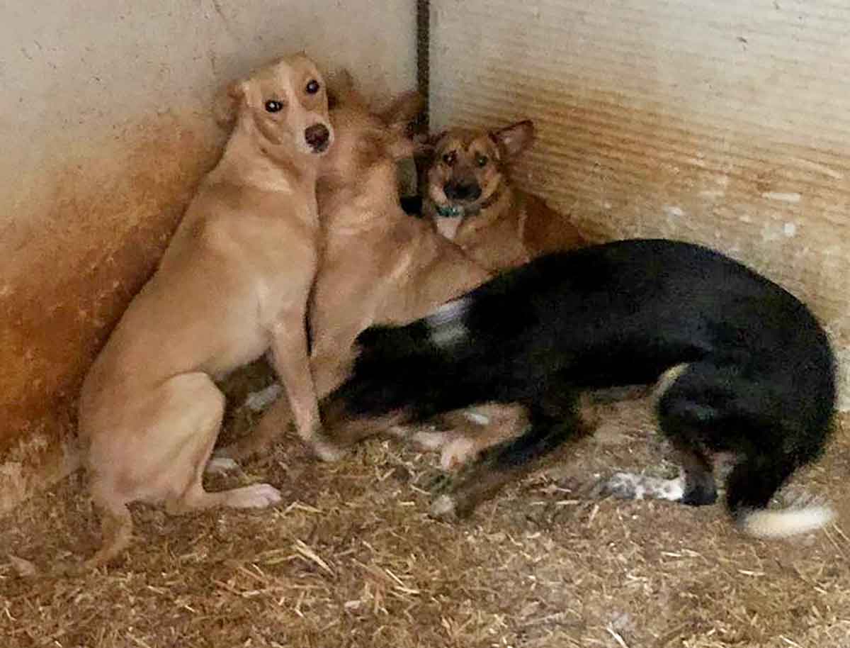 Can Dog auf Ibiza: Etwa 20 Hunde noch ohne Zuhause