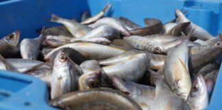 Ibiza-Genuss: Zeit für weißen Winterfisch