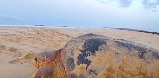 Video zum Schutz der Schildkröten Schildkröte spricht Deutsch