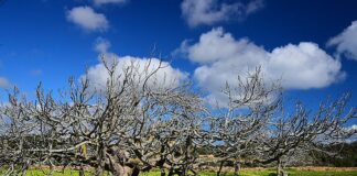 Formenteras Feigenbäume mit „Krücken“ Formentera. Foto: Peter Eberhardt. IbizaHEUTE