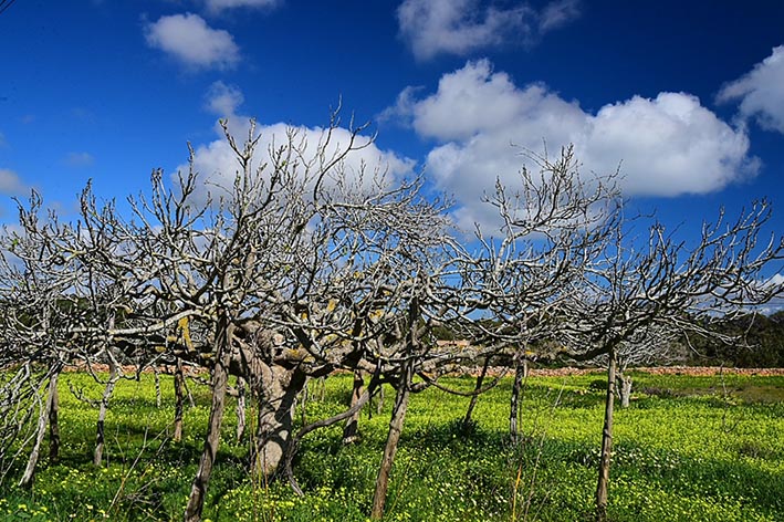 Formentera. Foto: Peter Eberhardt. IbizaHEUTE
