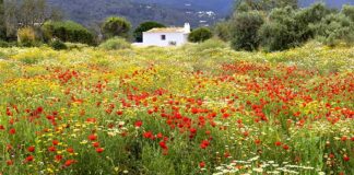 Frühling der Millionen von Blumen