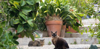 Gutes Katzenleben in den Gassen von Dalt Vila
